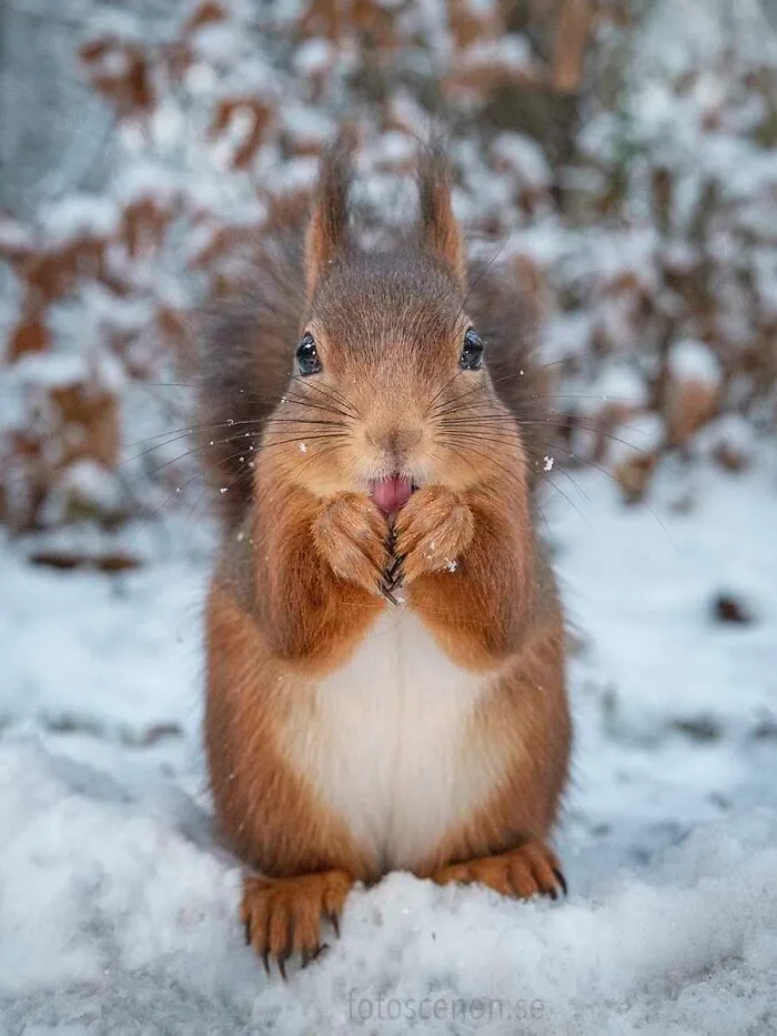 I Am A Photographer Who Captures Squirrels And Their Different Emotions, And Here Are My 35 Works (New Pics)