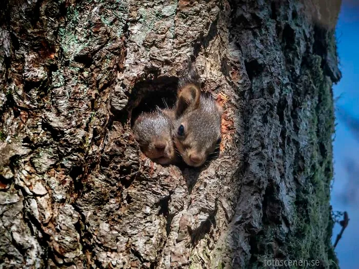 I Am A Photographer Who Captures Squirrels And Their Different Emotions, And Here Are My 35 Works (New Pics)