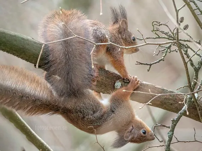 I Am A Photographer Who Captures Squirrels And Their Different Emotions, And Here Are My 35 Works (New Pics)