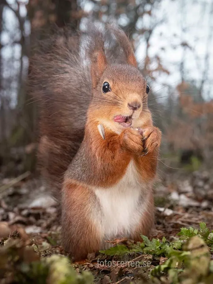I Am A Photographer Who Captures Squirrels And Their Different Emotions, And Here Are My 35 Works (New Pics)