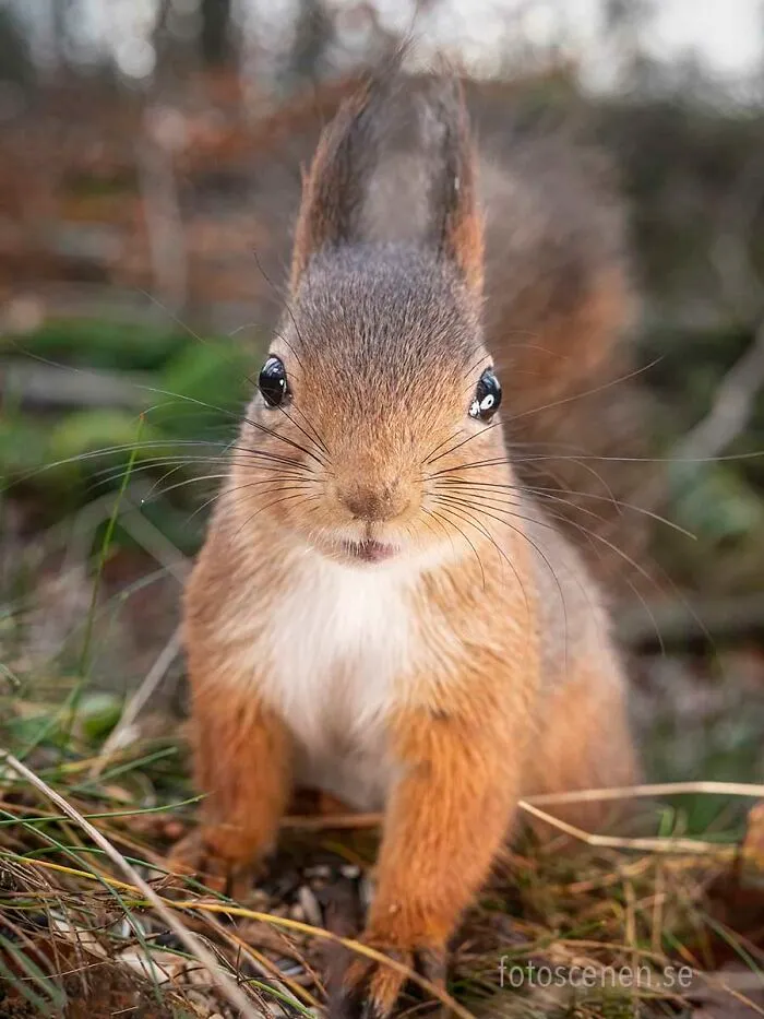 I Am A Photographer Who Captures Squirrels And Their Different Emotions, And Here Are My 35 Works (New Pics)
