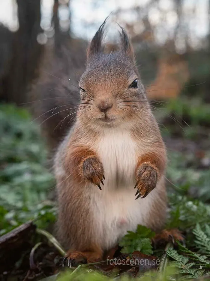 I Am A Photographer Who Captures Squirrels And Their Different Emotions, And Here Are My 35 Works (New Pics)