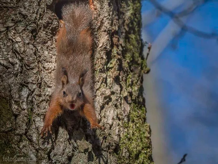 I Am A Photographer Who Captures Squirrels And Their Different Emotions, And Here Are My 35 Works (New Pics)