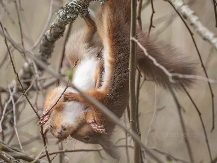 I Am A Photographer Who Captures Squirrels And Their Different Emotions, And Here Are My 35 Works (New Pics)