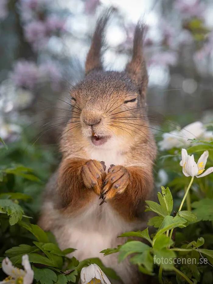 I Am A Photographer Who Captures Squirrels And Their Different Emotions, And Here Are My 35 Works (New Pics)