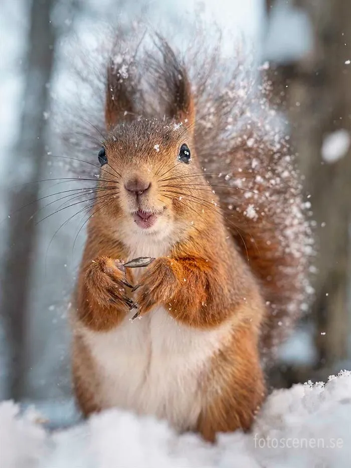 I Am A Photographer Who Captures Squirrels And Their Different Emotions, And Here Are My 35 Works (New Pics)