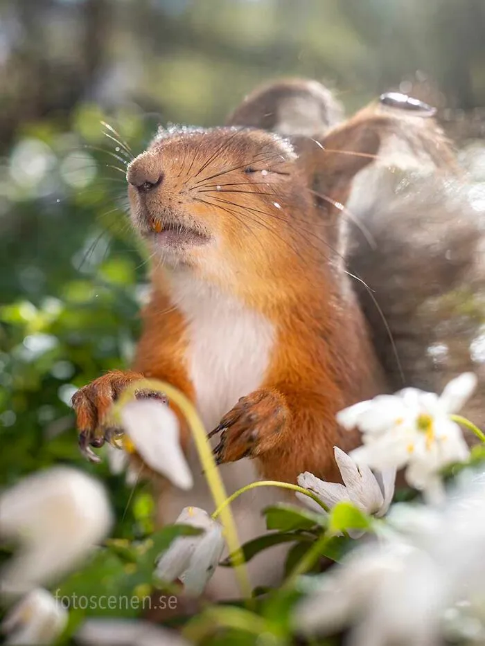 I Am A Photographer Who Captures Squirrels And Their Different Emotions, And Here Are My 35 Works (New Pics)