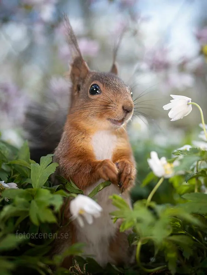 I Am A Photographer Who Captures Squirrels And Their Different Emotions, And Here Are My 35 Works (New Pics)