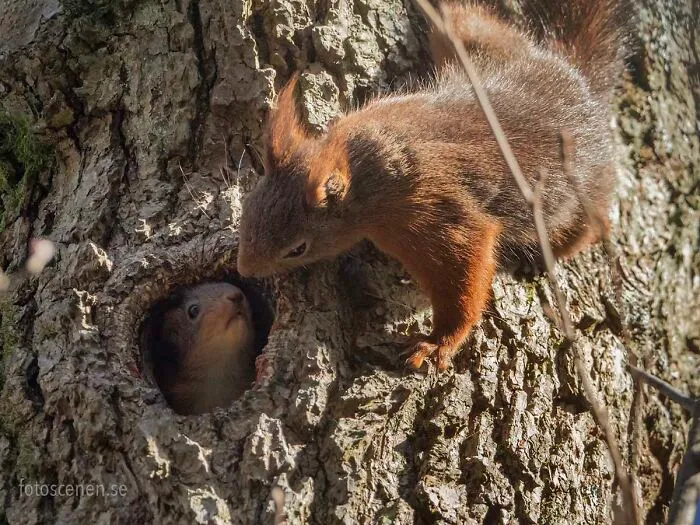 I Am A Photographer Who Captures Squirrels And Their Different Emotions, And Here Are My 35 Works (New Pics)
