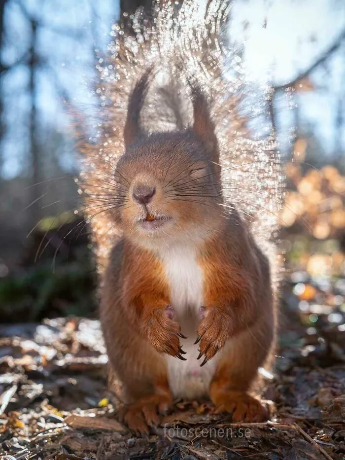 I Am A Photographer Who Captures Squirrels And Their Different Emotions, And Here Are My 35 Works (New Pics)