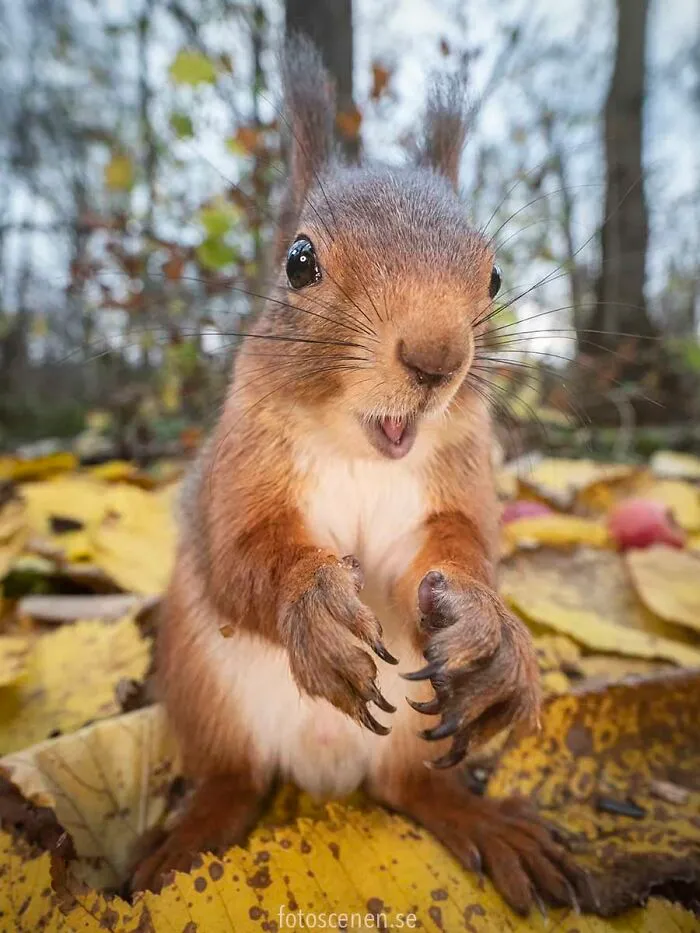 I Am A Photographer Who Captures Squirrels And Their Different Emotions, And Here Are My 35 Works (New Pics)