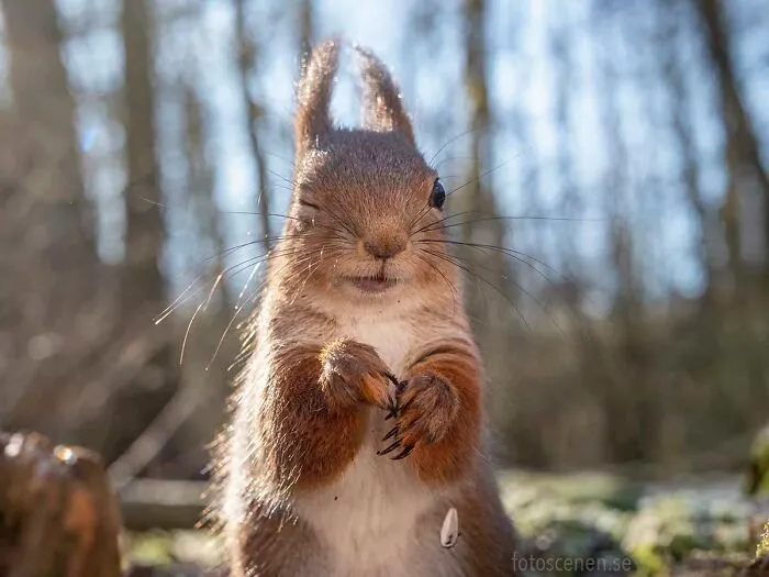 I Am A Photographer Who Captures Squirrels And Their Different Emotions, And Here Are My 35 Works (New Pics)