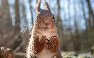 I Am A Photographer Who Captures Squirrels And Their Different Emotions, And Here Are My 35 Works (New Pics)