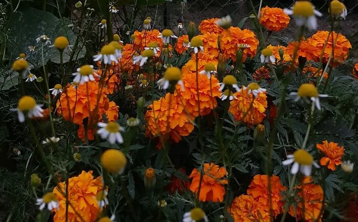 Marigolds And Chamomile At Dusk