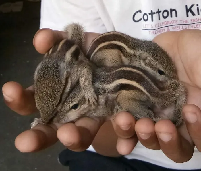 Baby Squirrels!