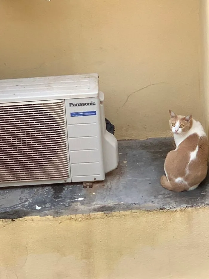 My Neighbor's Cat