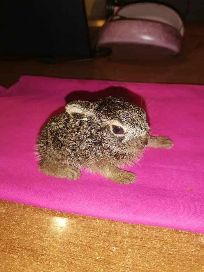Proud, Because My Brother And I Managed To Save This Little Bunny, Found In A Park Where There Are No Rabbits, Without A Mother And Relatives After Easter, Now Three Times Bigger And Soon Ready To Return To The Wild