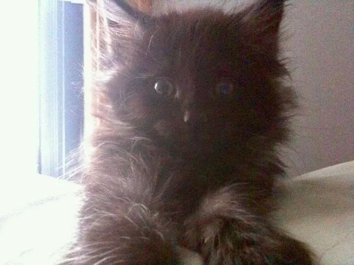 Baby Marlowe The Morning After I Brought Him Home 13 Years Ago
