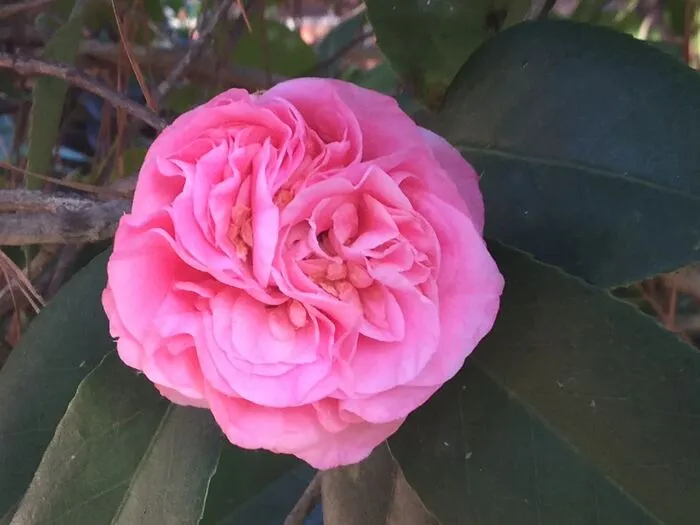 Camellia, 2023
