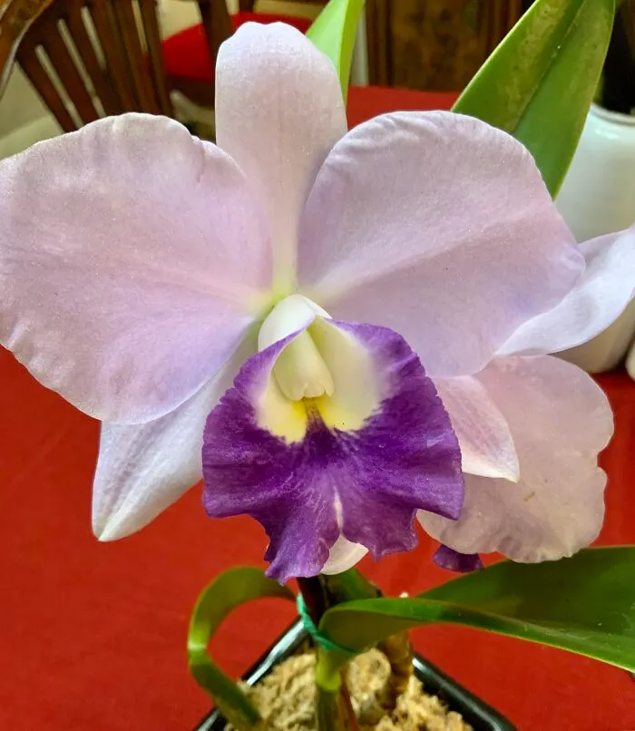 Purple Orchid
