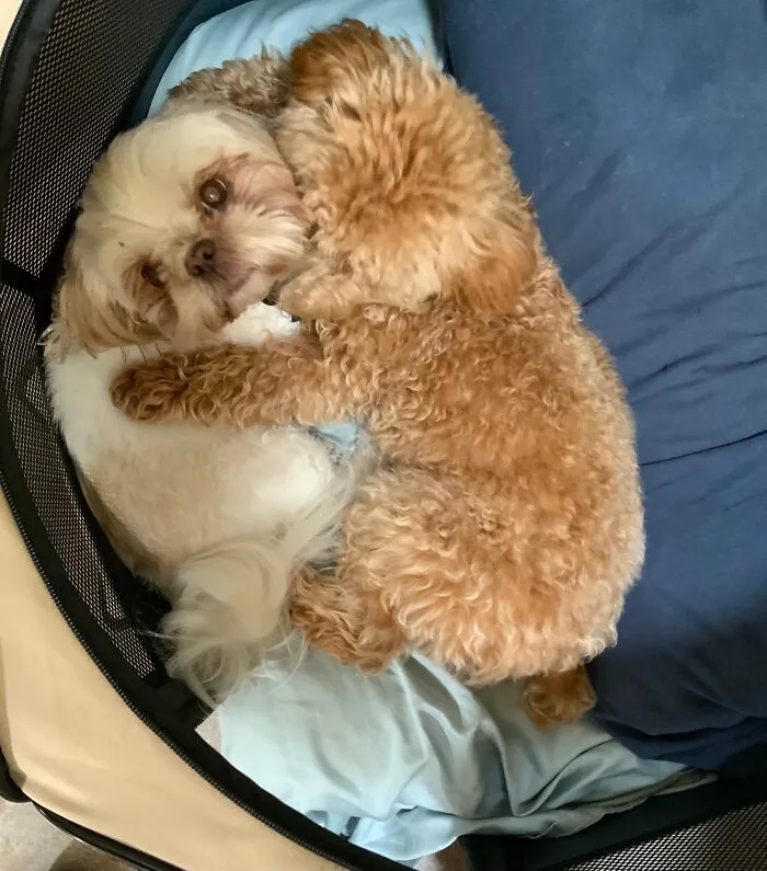 Puppies Happy And Peanut Love Each Other!