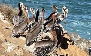Post Your Birds
