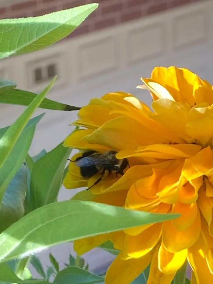 Bumblebees Sometimes Get Caught Away From Their Nests At Dusk, So They Sleep In The Nearest Flower. This Was Taken At 5:30 A.m
