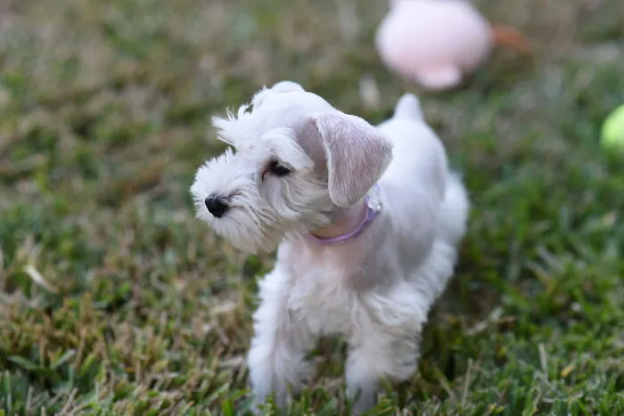 My Little Puppers