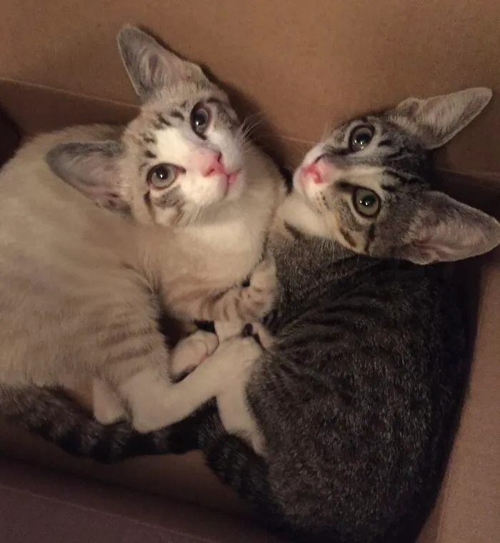 Sisters, Sophie And Gracie, Adopted At Three Months.  Last Two Of The Litter