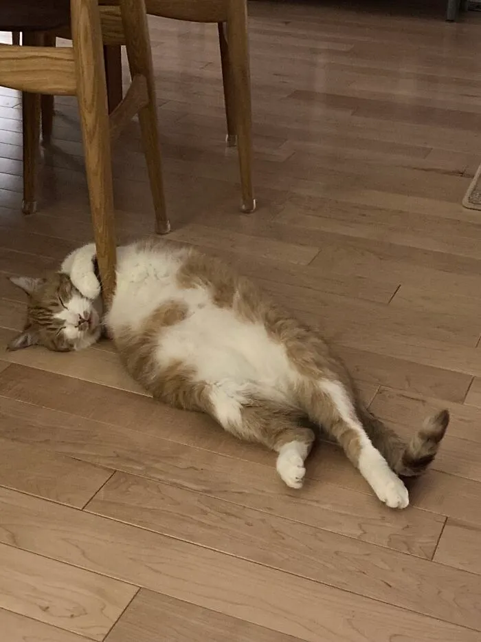 Meet Ernie. He's Lost A Let, But Still Wants To Pursue His Pole Dancing Career