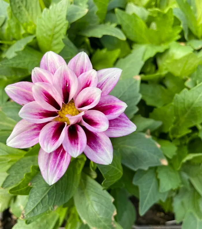 And Here’s A Little Dahlia!