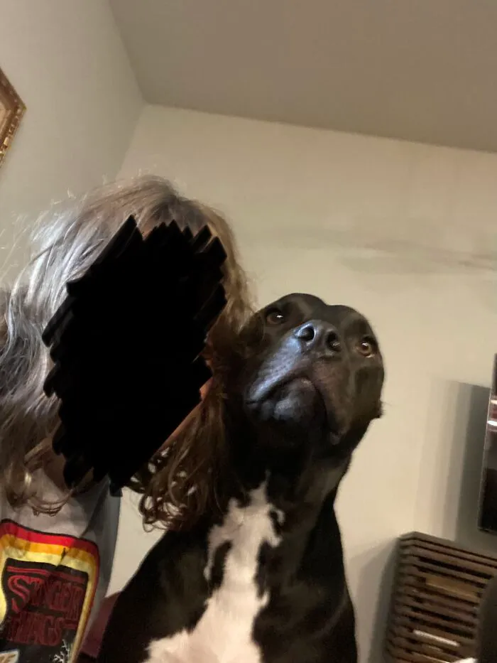 I've Already Posted My Puppy, So This Is My Old Dog. We Had To Put Her Down A Month Ago