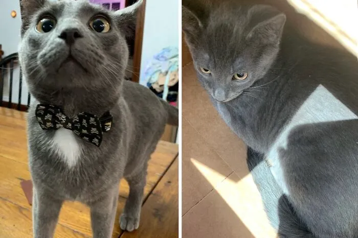 Evan (Right) The Day I Rescued Him. Evan (Left) Trying On A New Collar Last Week. I Will Have Had Him One Year In June!