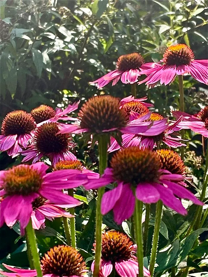 Late Afternoon Sun On Echinacea