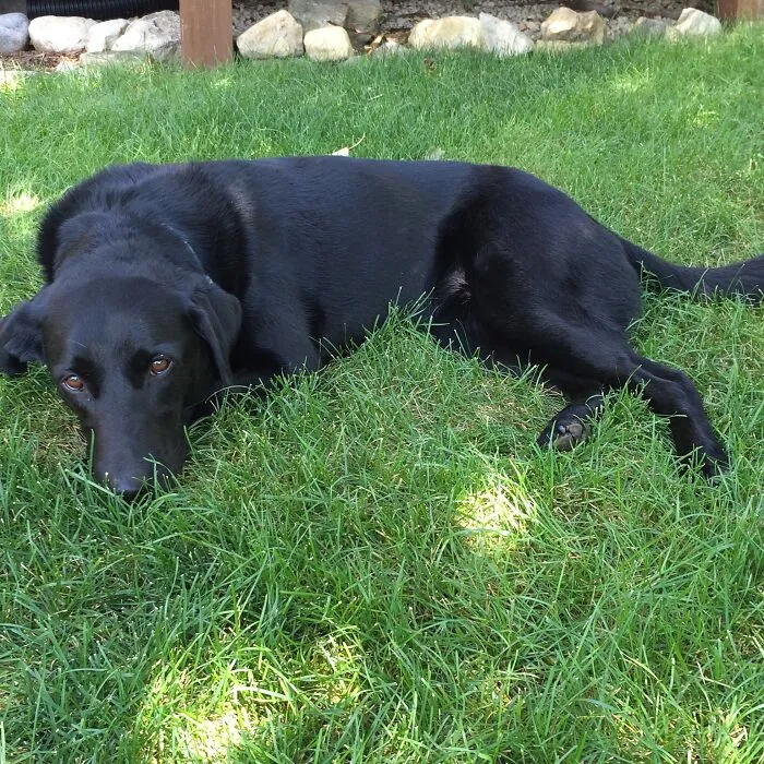My Dog Enjoying Life 