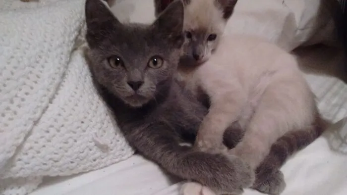 Indigo And Tai
