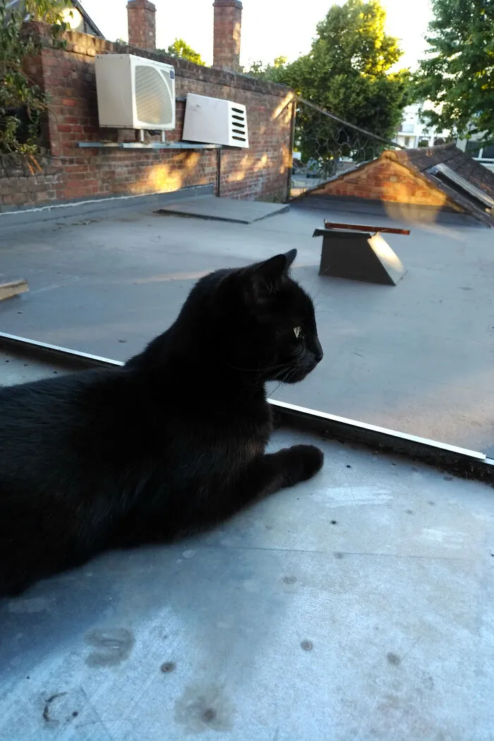 Urban Cat