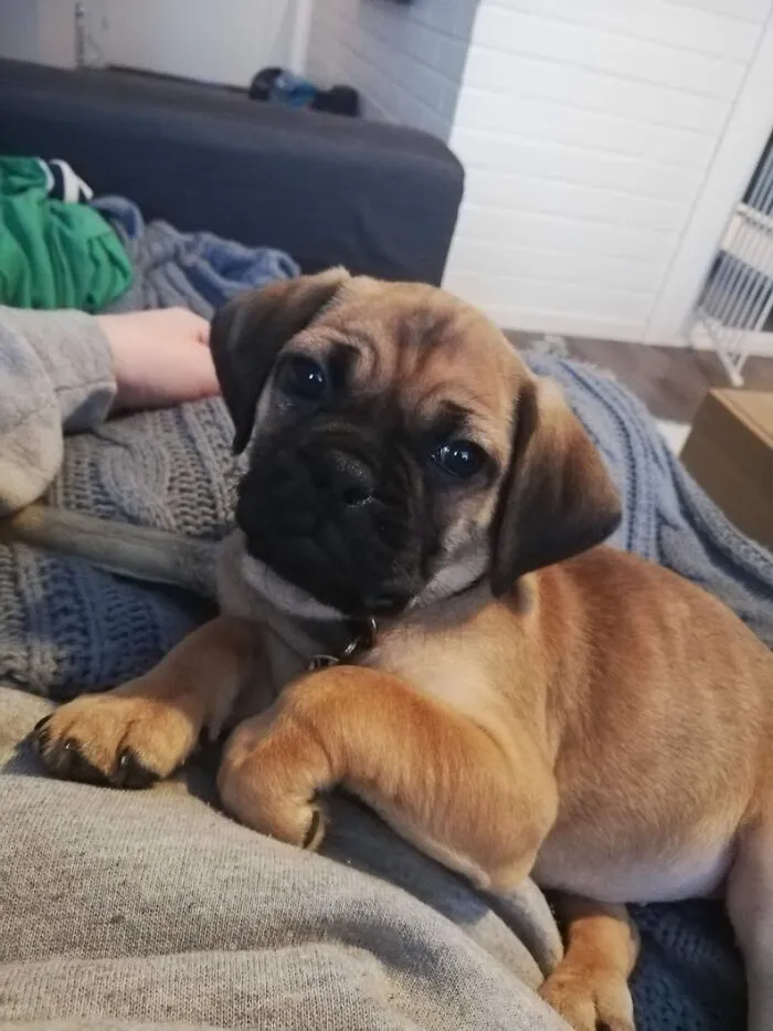Laka Tha Puggle