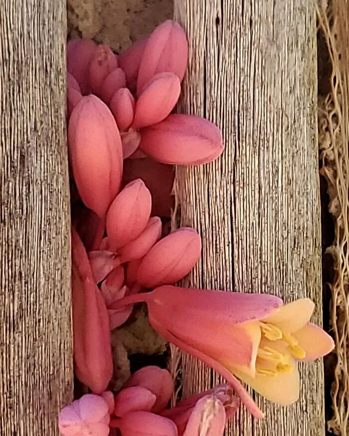 Red Yucca Blossoms In The Skeleton Of A Saguaro