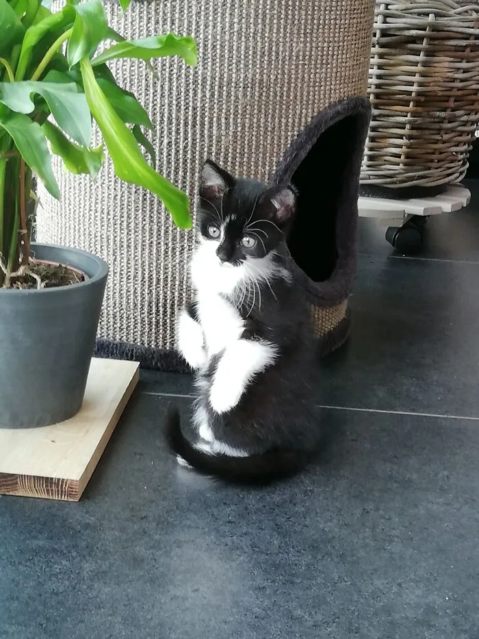 Our Kitty When We First Got Her Almost 2 Years Ago