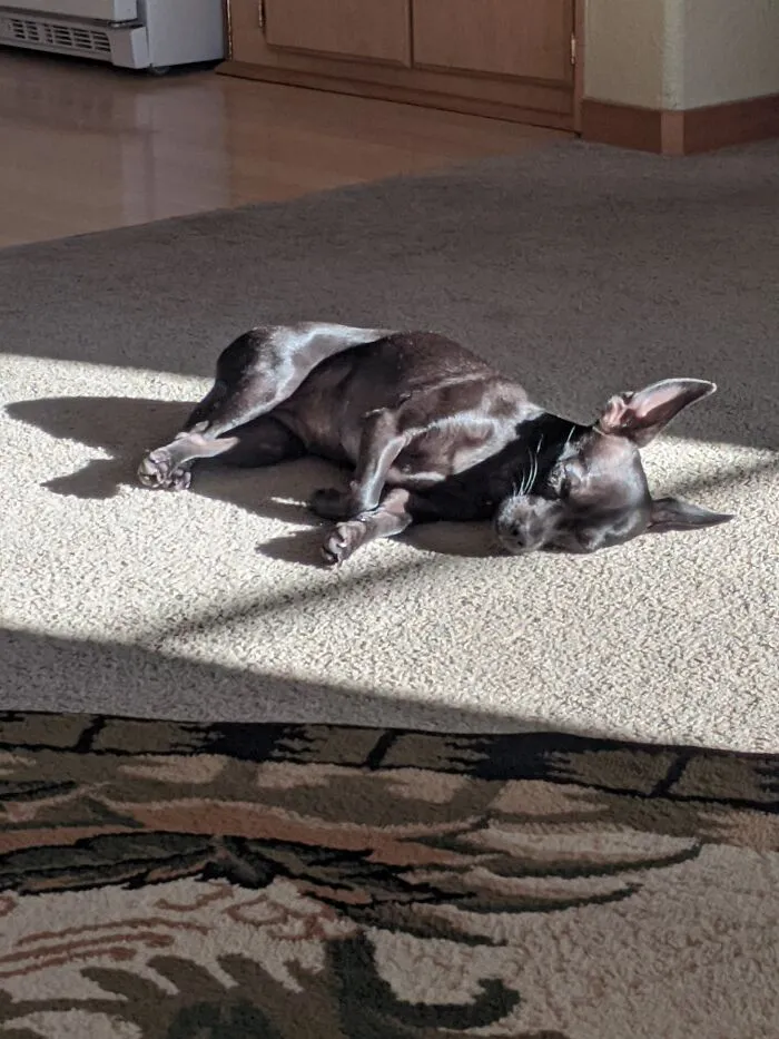 Pepper Basking In The Sunshine