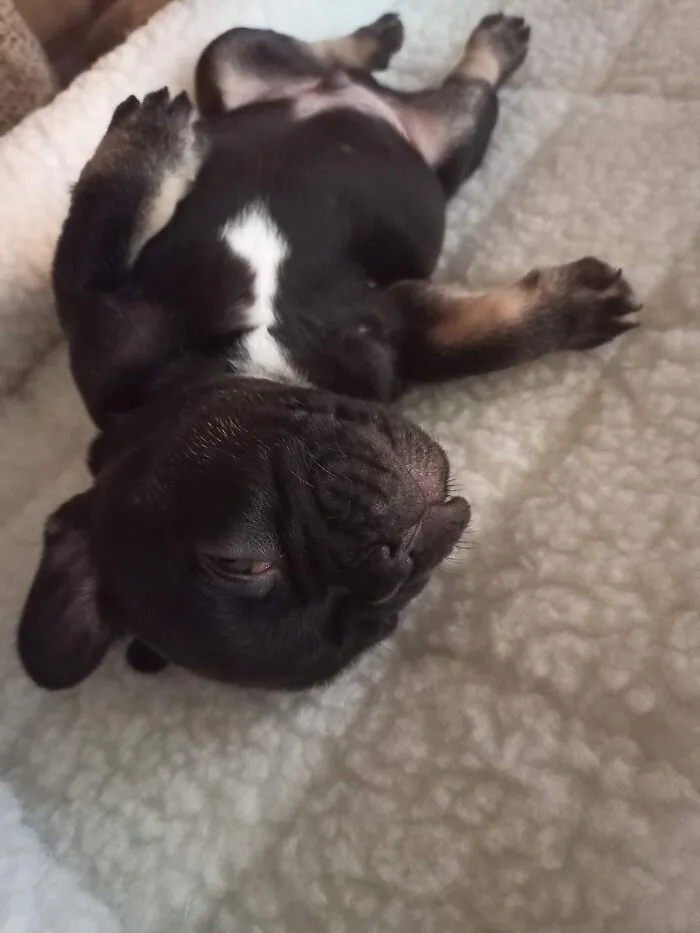 My Baby Frenchie, Grogu!