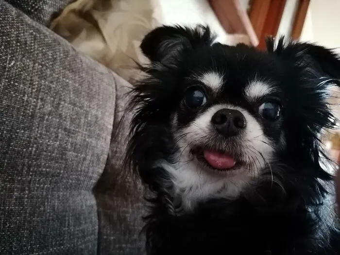 My Doggo. She Passed Away 2 Weeks Ago, R.i.p