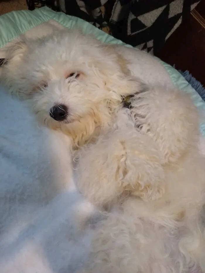 My Havapoo. He Came From A Puppy Mill. And Was Absolutely Terrified Of Me. I Started To Brush Him, After Being Able To Catch Him, And Hes Been My Side Kick Since. (Now 1 Year 1 Month)