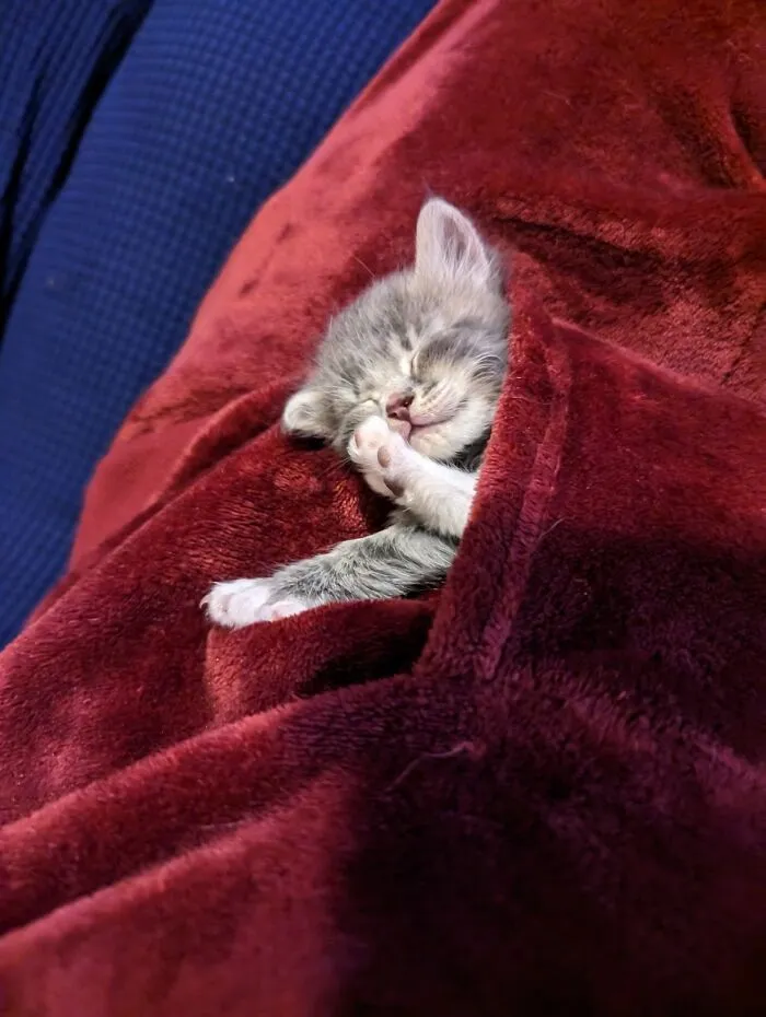 Stella. 1lb, About A Month Old. Suspect She Was Dropped Into Our Yard By A Hawk. Puncture Wound In Shoulder Healing