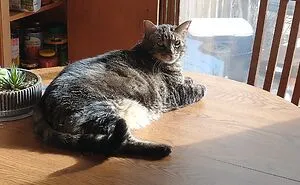 Hey Everyone, New Challenge Try To Catch Your Pet In Action Of Doing Something Sneaky!
