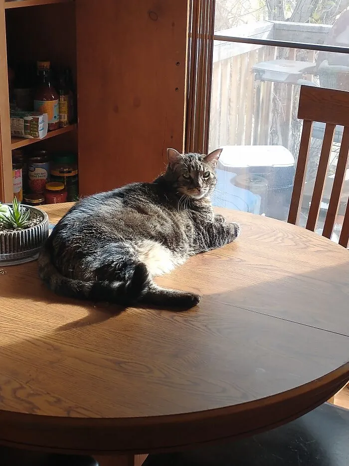 She Knows She's Not Allowed On The Table