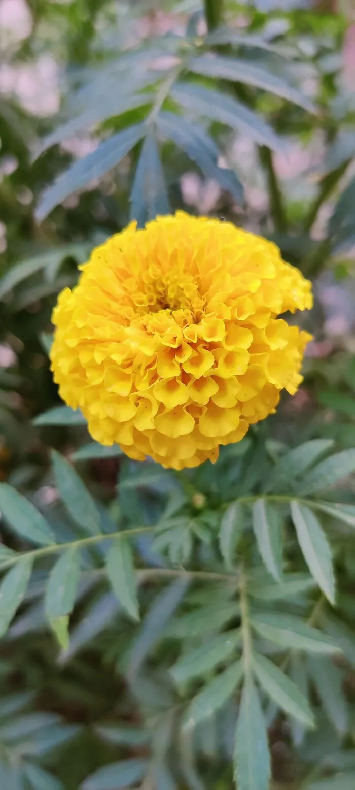 Marigold