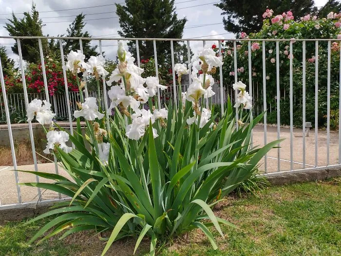 White Blooms