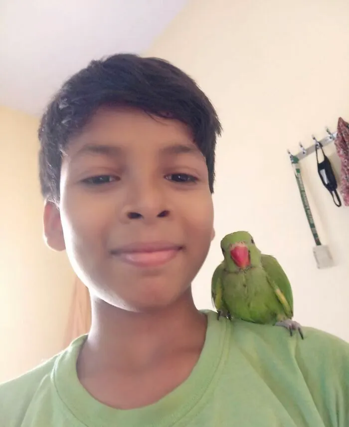 Baby Parakeet (Does Younger Brother Counts Too?)